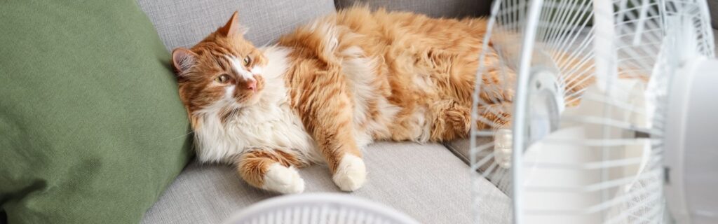 Langhaarige orange-weiße Katze liegt erschöpft vor Ventilator auf dem Sofa – sinnbildlich für Hitzeschutzplan und Maßnahmen gegen Überhitzung am Arbeitsplatz